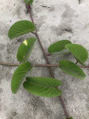Ipomoea pes-caprae
