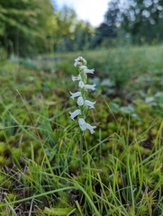 Spiranthes cernua