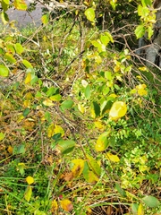 Amelanchier alnifolia