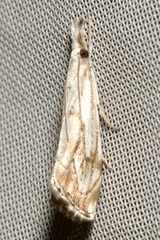 Catoptria falsella