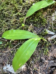 Clintonia uniflora