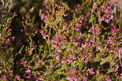 Erica multumbellifera