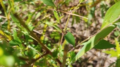 Symphyotrichum ontarionis