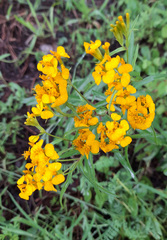 Tagetes lucida