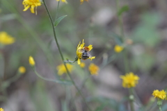 Bombus pascuorum