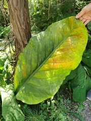 Lysichiton americanus