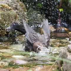Turdus merula