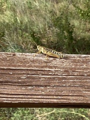 Schistocerca americana