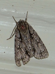 Acronicta hasta