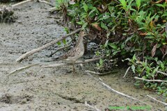Calidris melanotos