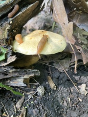 Gymnopilus luteus