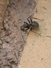 Camponotus pellarius