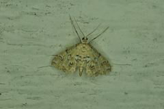 Elophila icciusalis