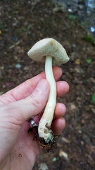 Leccinellum albellum