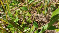 Symphyotrichum ontarionis