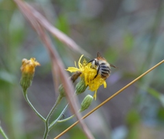 Bombus pascuorum