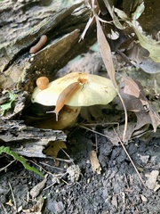 Gymnopilus luteus