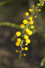 Acacia paradoxa