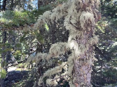 Usnea