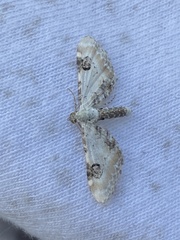Eupithecia centaureata