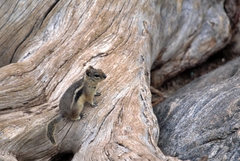 Callospermophilus lateralis