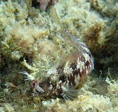 Parablennius incognitus