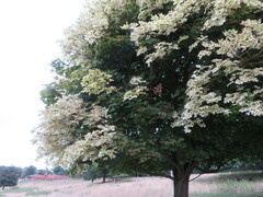 Populus alba