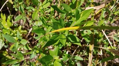 Symphyotrichum ontarionis