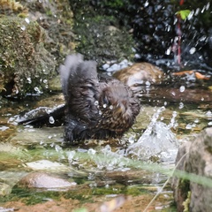 Turdus merula