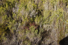 Passerina corymbosa