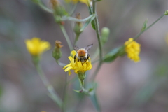Bombus pascuorum
