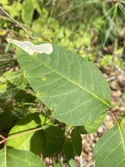 Cameraria guttifinitella