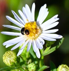Cucujiformia
