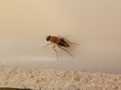 Phoridae
