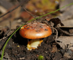 Amanita xanthocephala
