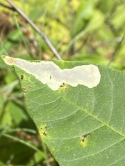 Cameraria guttifinitella