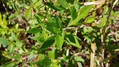 Symphyotrichum ontarionis