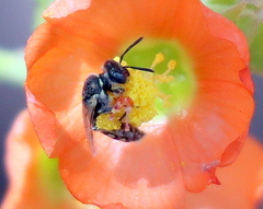 Perdita sphaeralceae