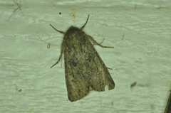 Apamea devastator