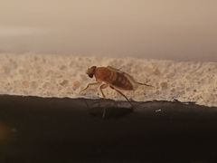 Phoridae