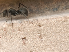 Camponotus pellarius