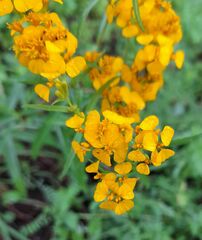 Tagetes lucida