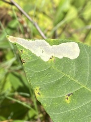 Cameraria guttifinitella