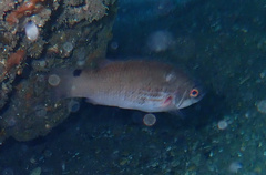 Ctenolabrus rupestris