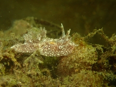 Goniodoris castanea