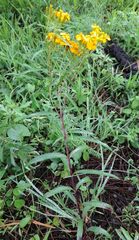 Tagetes lucida