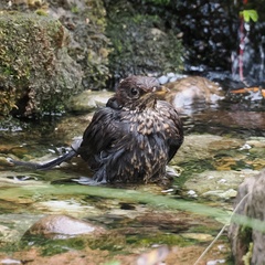 Turdus merula