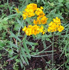Tagetes lucida