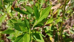 Symphyotrichum ontarionis