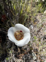 Calochortus vestae